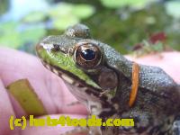 /home//u458753944/public_html/sourcegallery///Frogs/Mixed frogs/P1070707.JPG